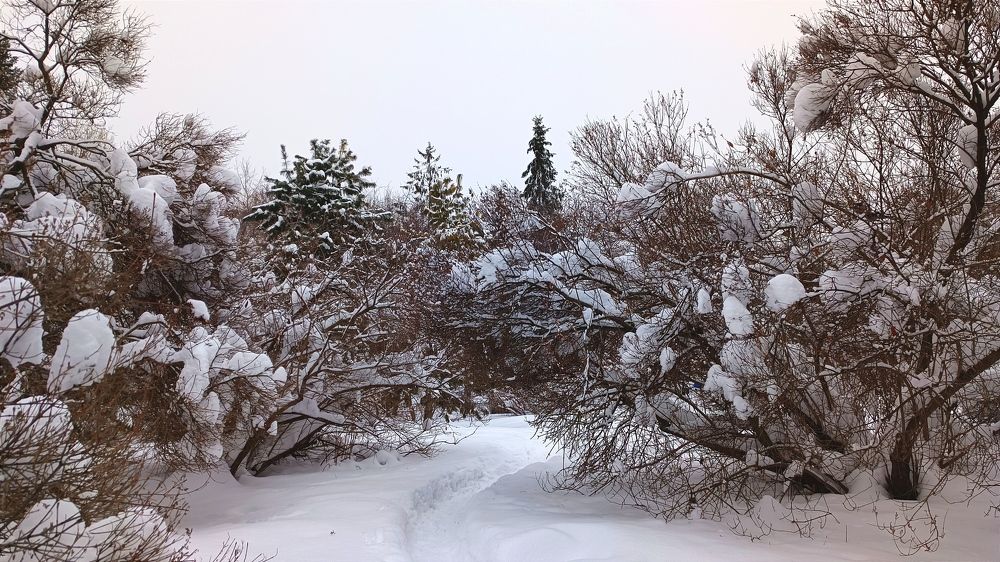 Тропиками, дорожками