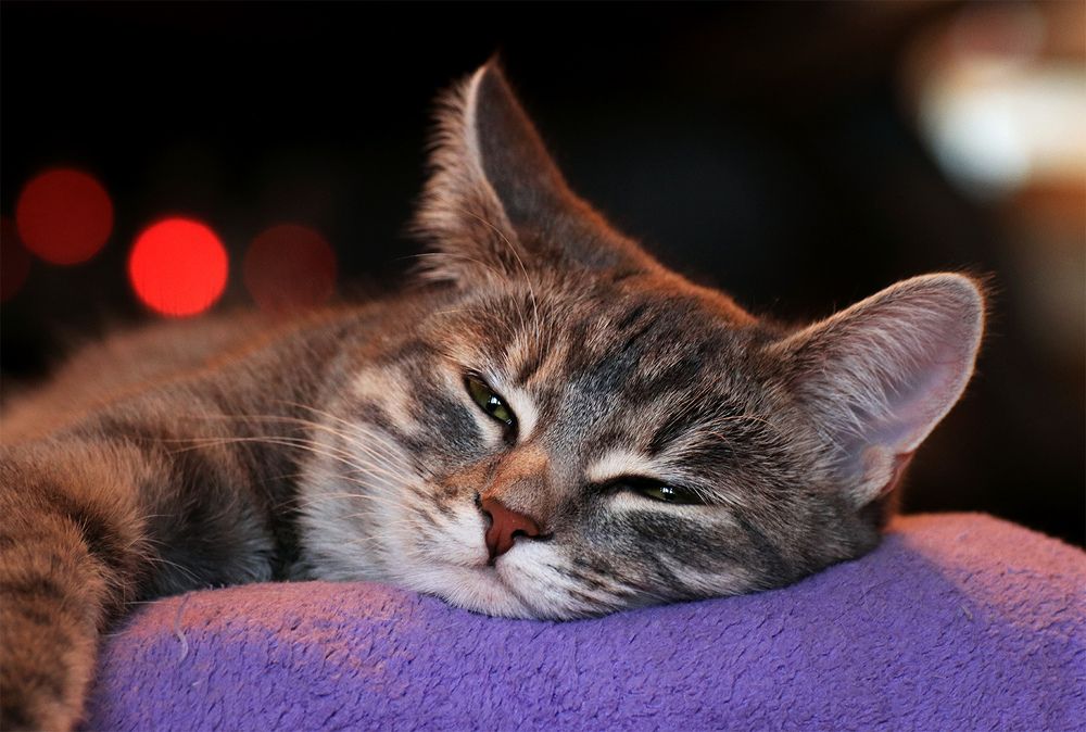 Фотография автора Кулешов Сергей