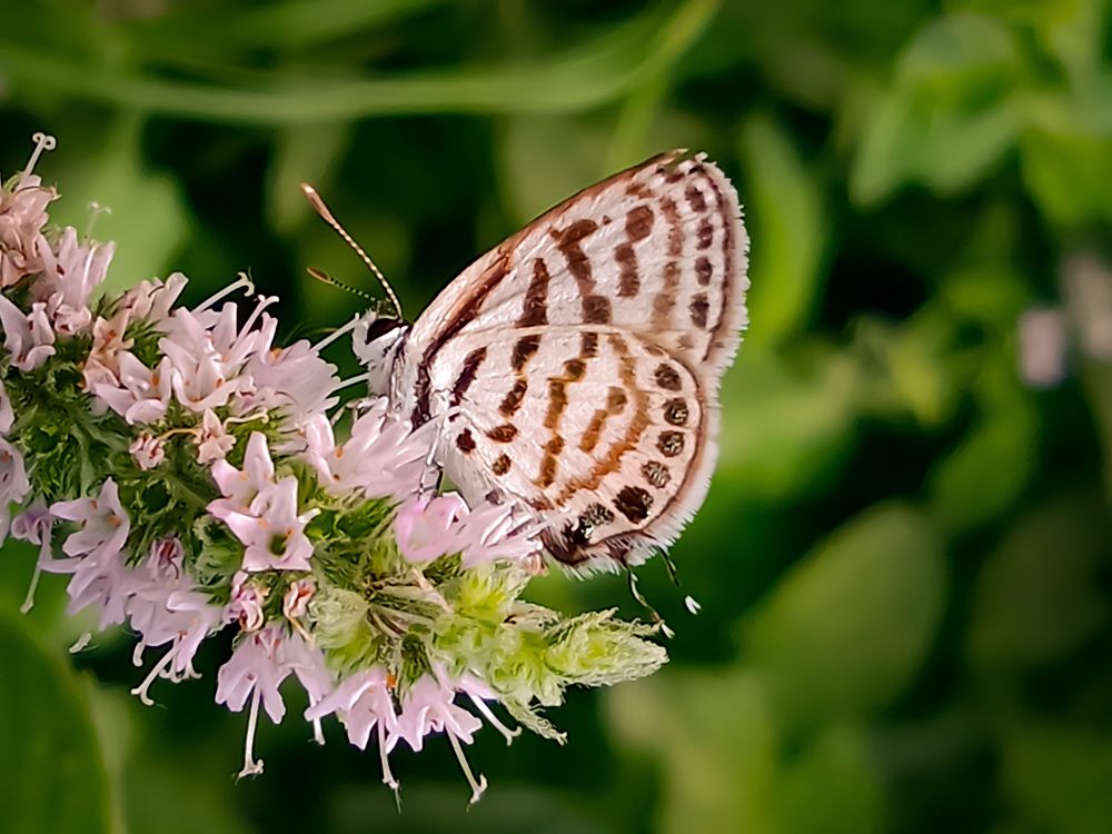 Photograph by Sara Bounab