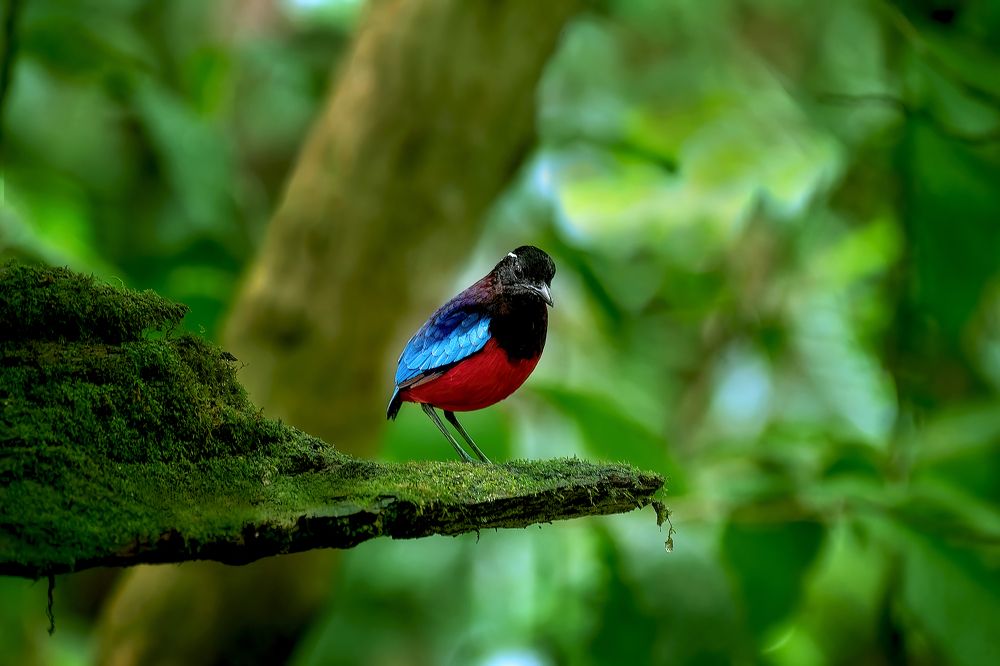 Photograph by Chee Fui Chin