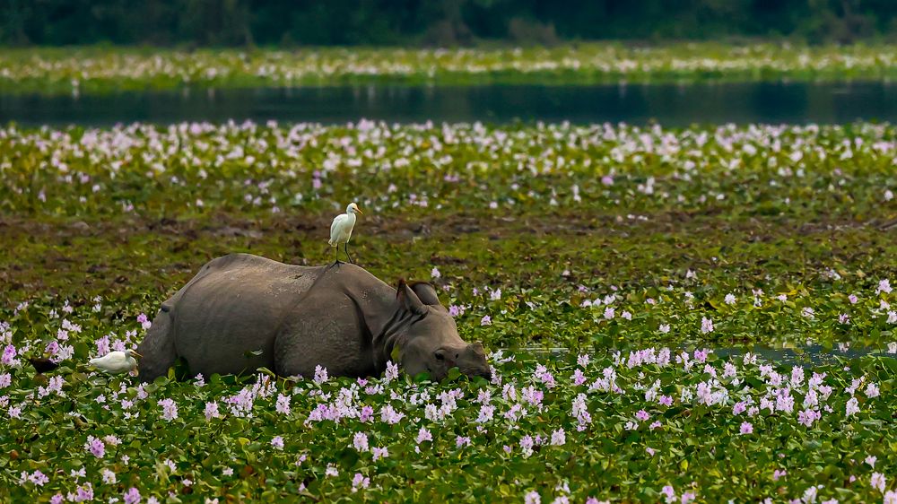 Riding on A Floral Beauty!