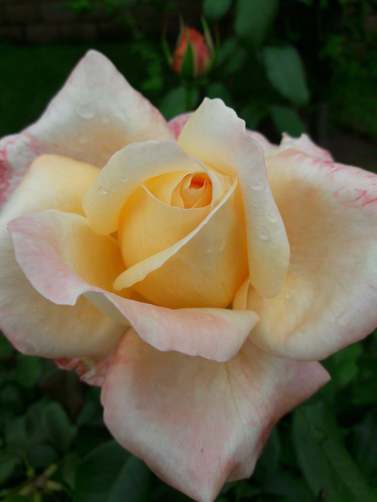 Hybrid Peace Rose