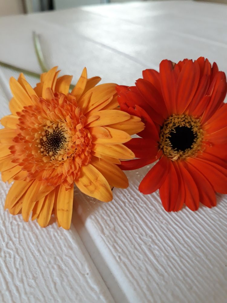 Another Two Shades of Gerbera