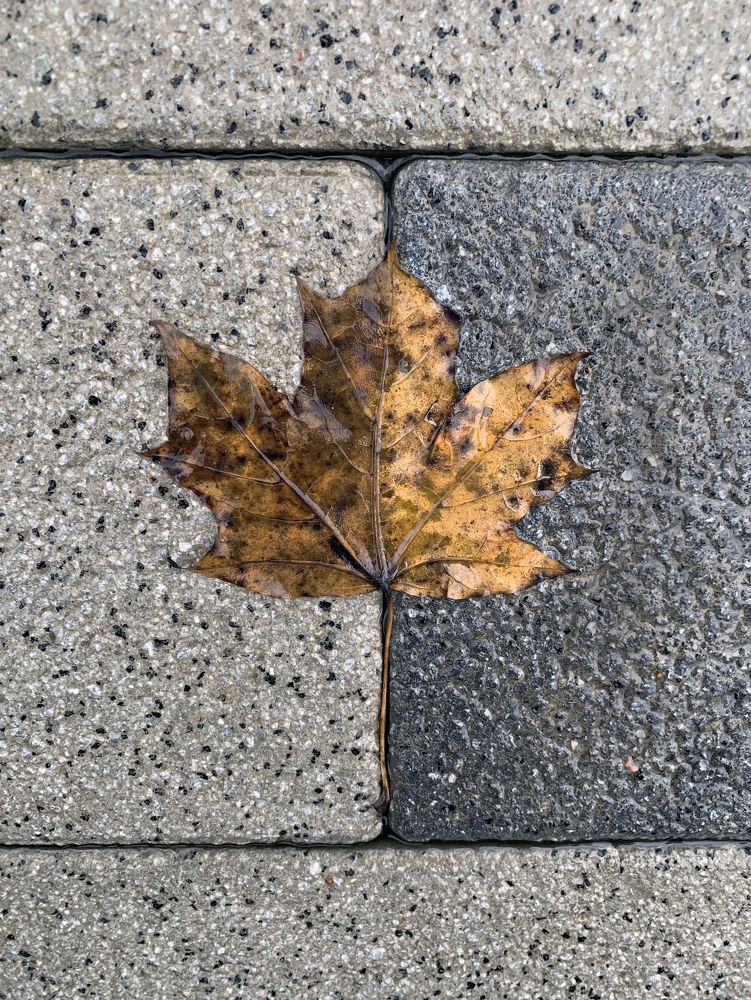 осенняя абстракция