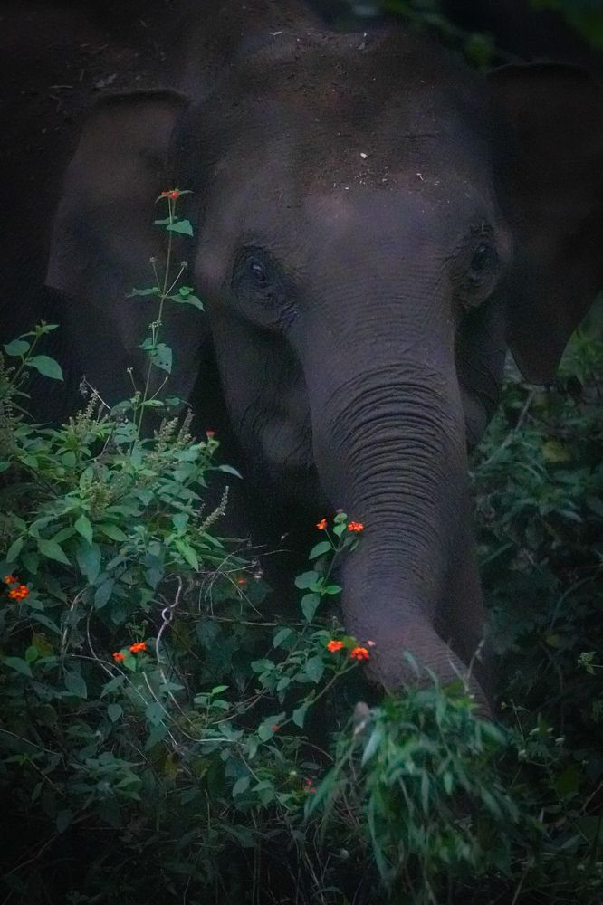 Photograph by SARAVANA MANICKAM