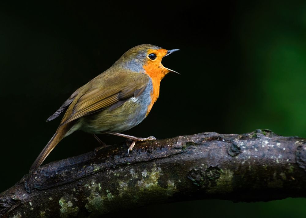 Photograph by Madhurya Mozumder