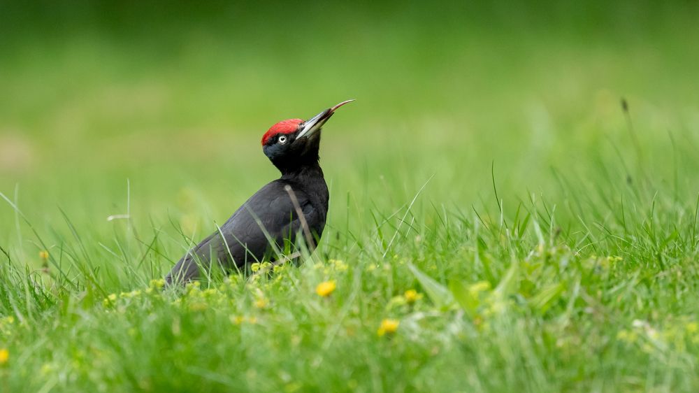 Look up and stick the tongue out