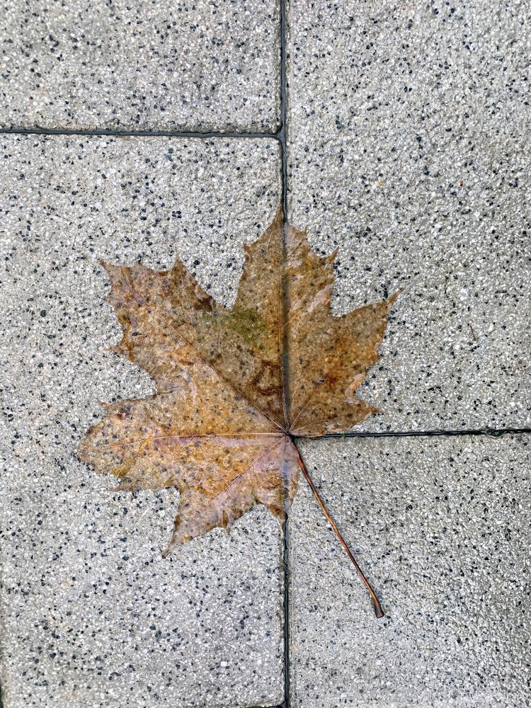 осеняя абстракция