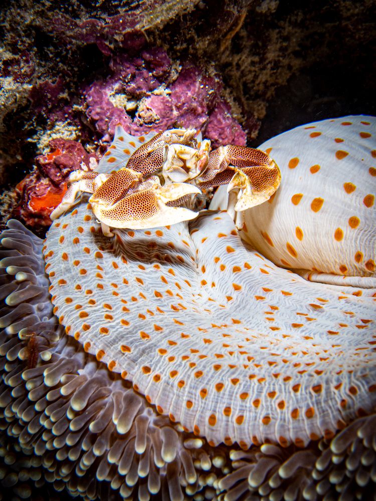 Photograph by Alexander Plakida