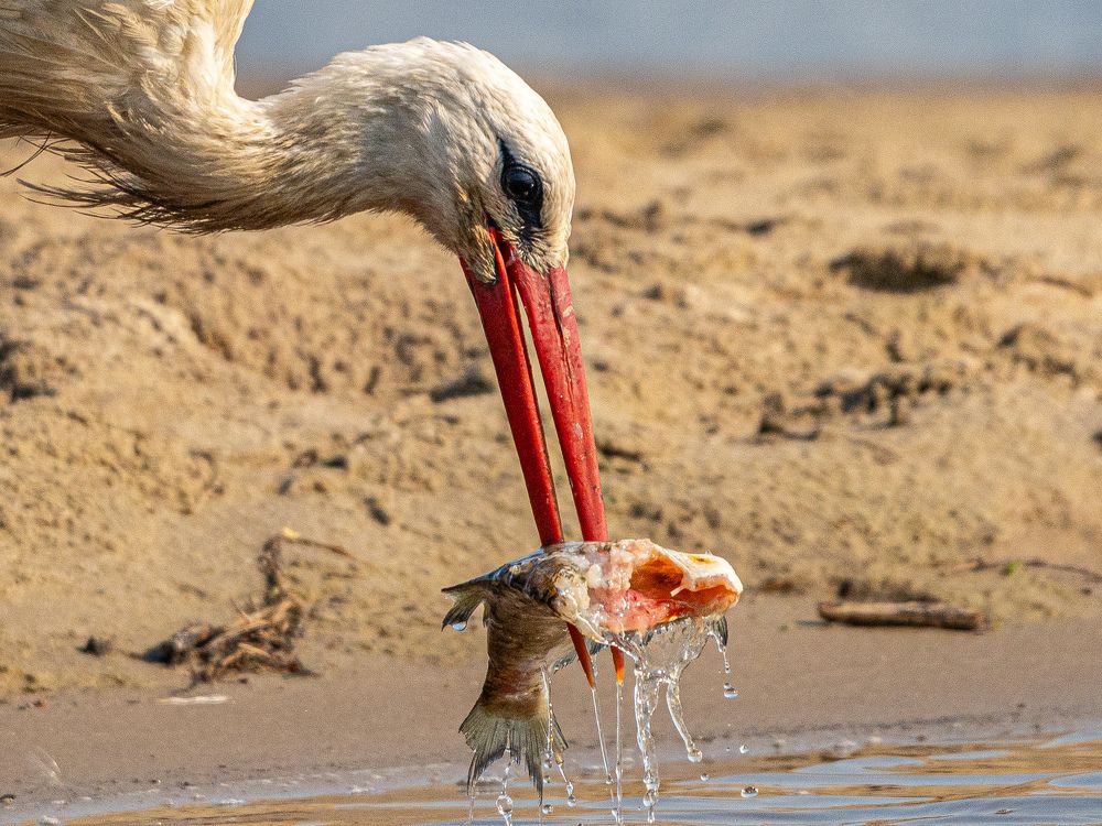 Суши: начало)