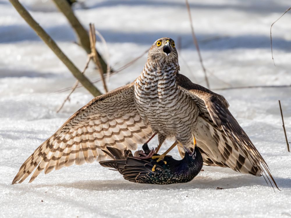 Фотография автора Инна Субботина
