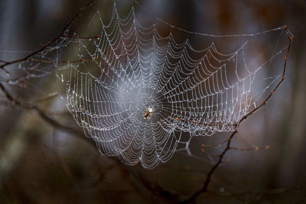Photograph by Будаква Сергей