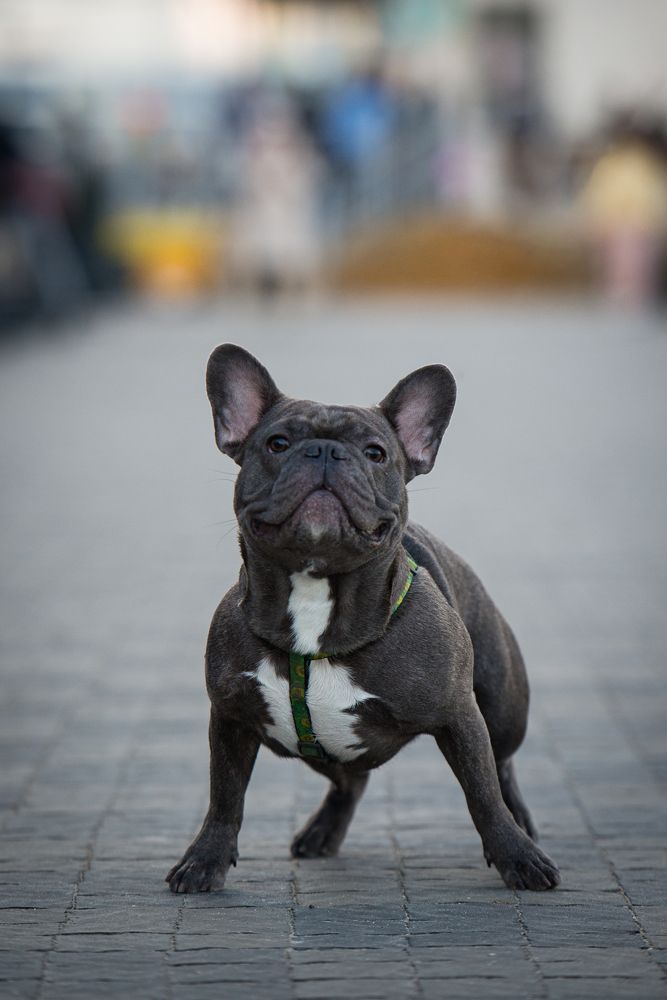 Фотография автора Ольга Тенилова