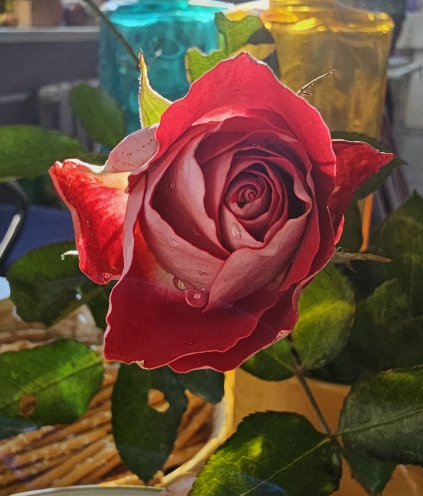 Photograph by Elena N.