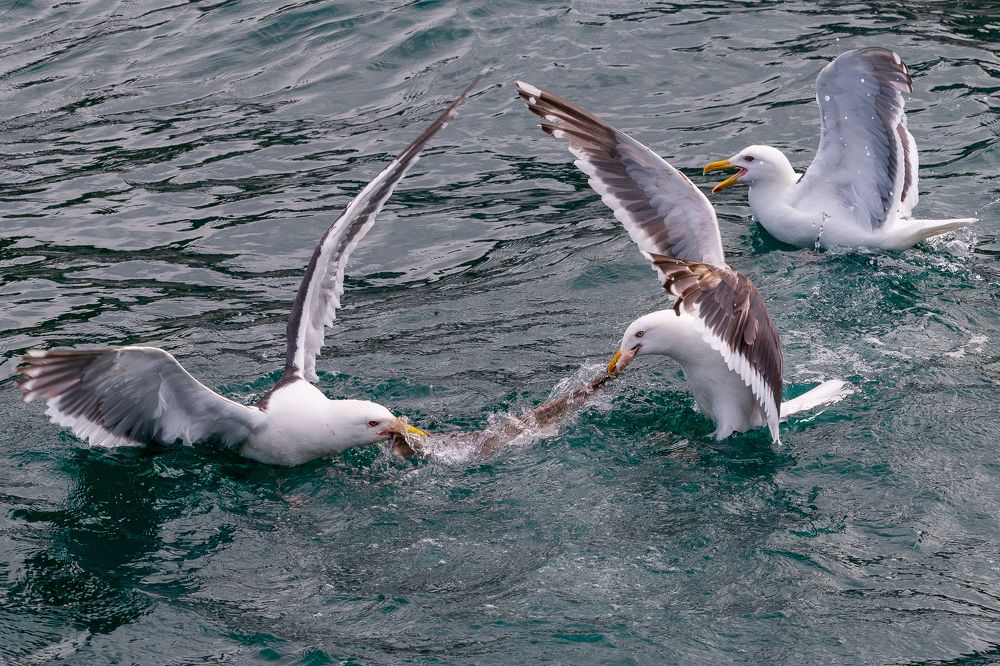 Photograph by Константин Венцлавович