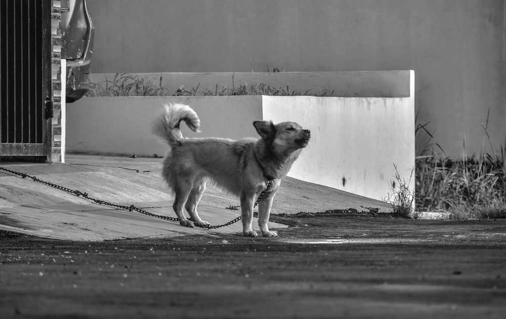 Photograph by Pujo Cahyono