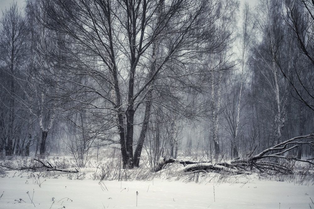 Photograph by Инна Карасева