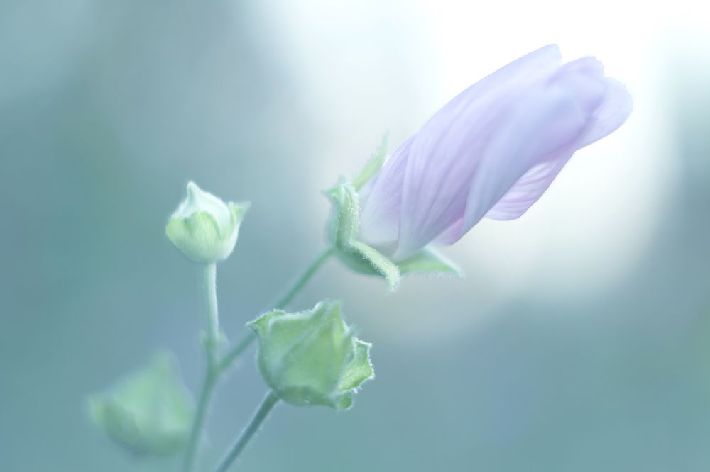 Photograph by Ольга Глухарёва