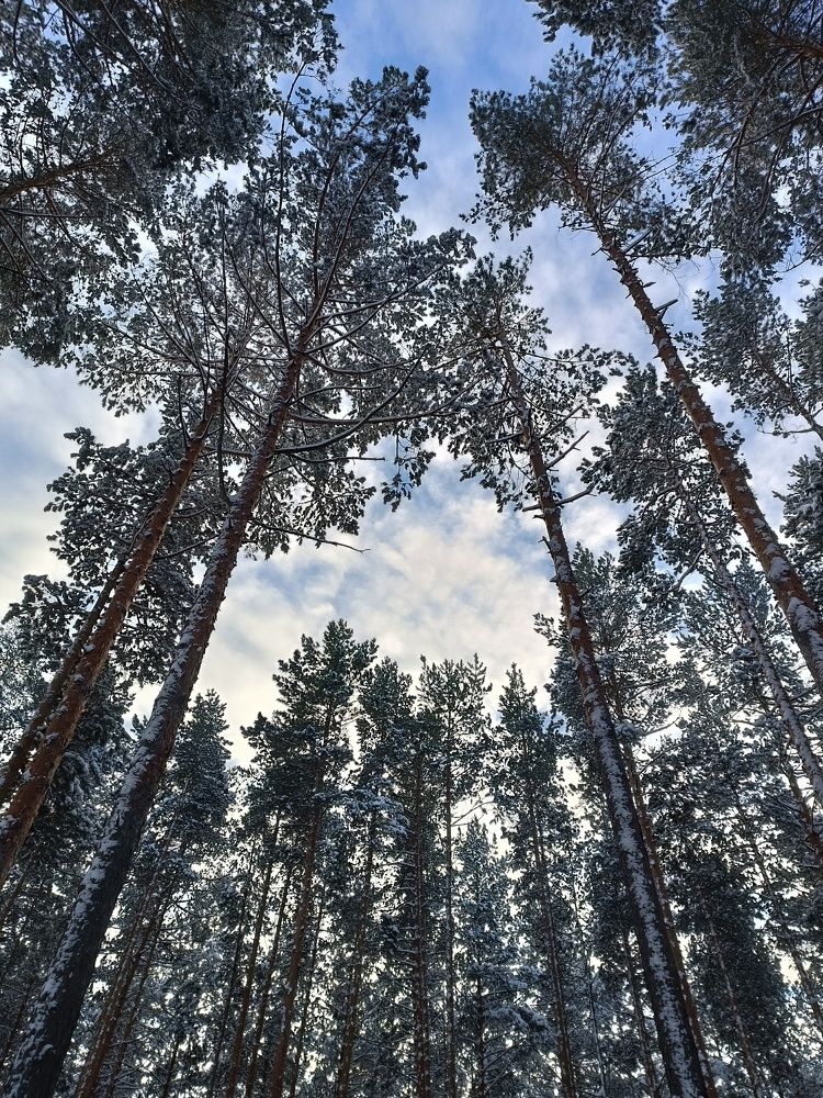 Январь 2024, Тамбовский лес