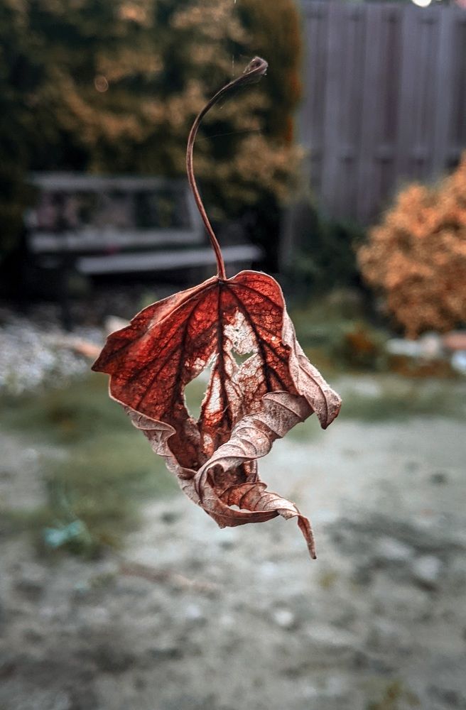 Фотография автора Ксения Шляйхер