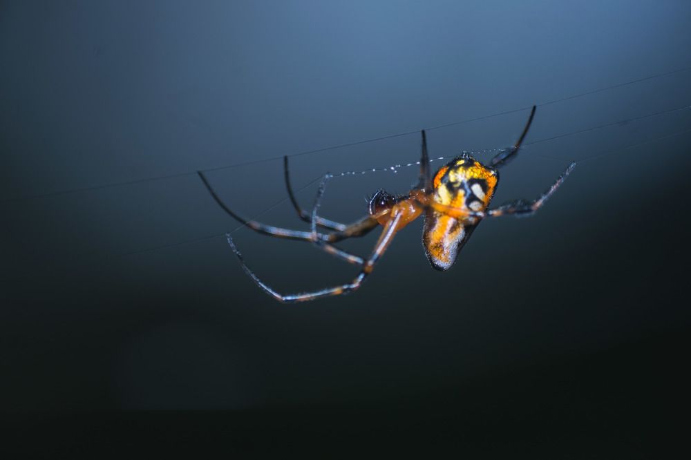 Orange-and-black Pear Spider