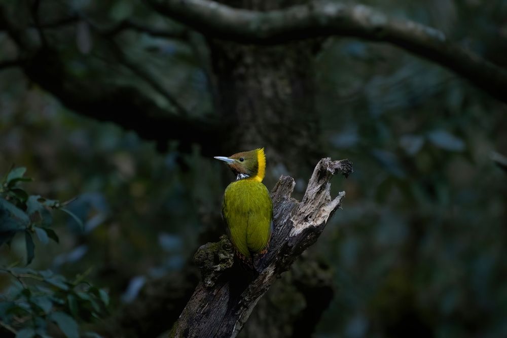 Photograph by Himanshu Athalye