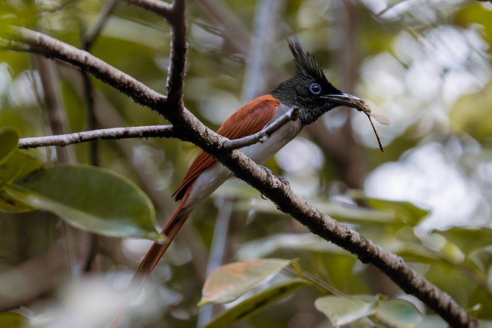 Фотография автора Raoul Rutnam
