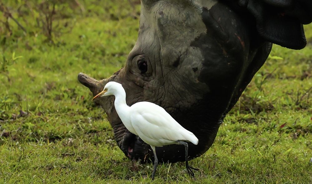 Rhino & Egret