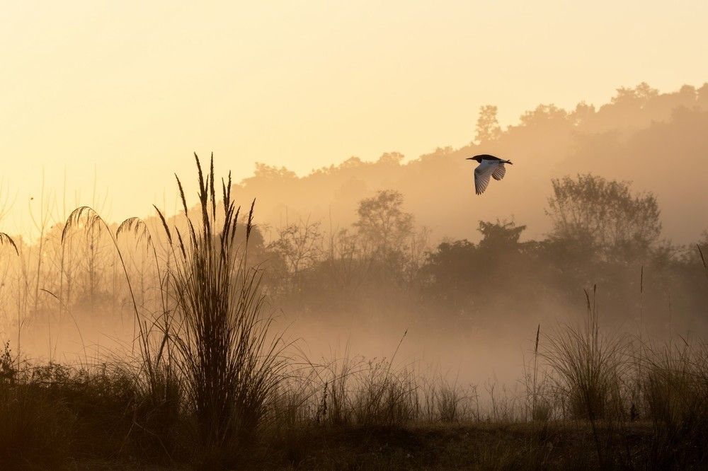 Photograph by Navjot Singh