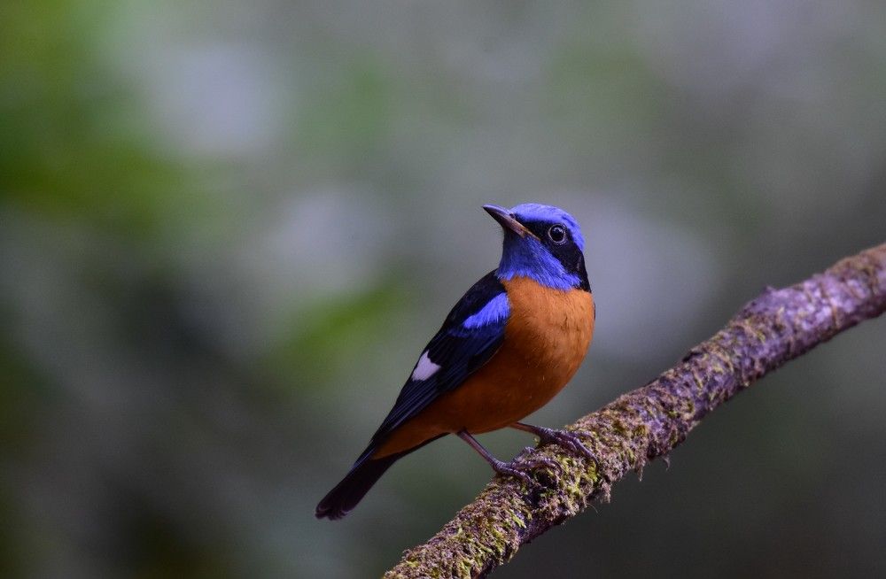 Photograph by Biswanath Chatterjee