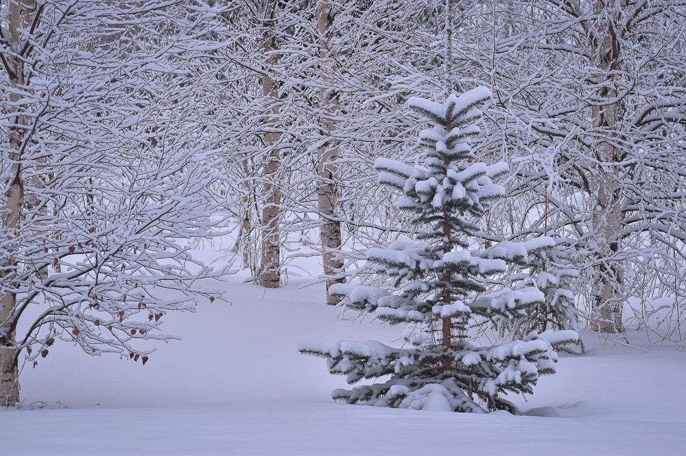 Photograph by Дымова Вера