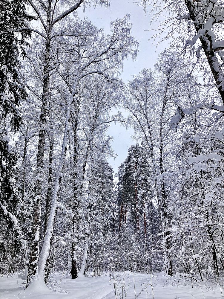Сказочный лес