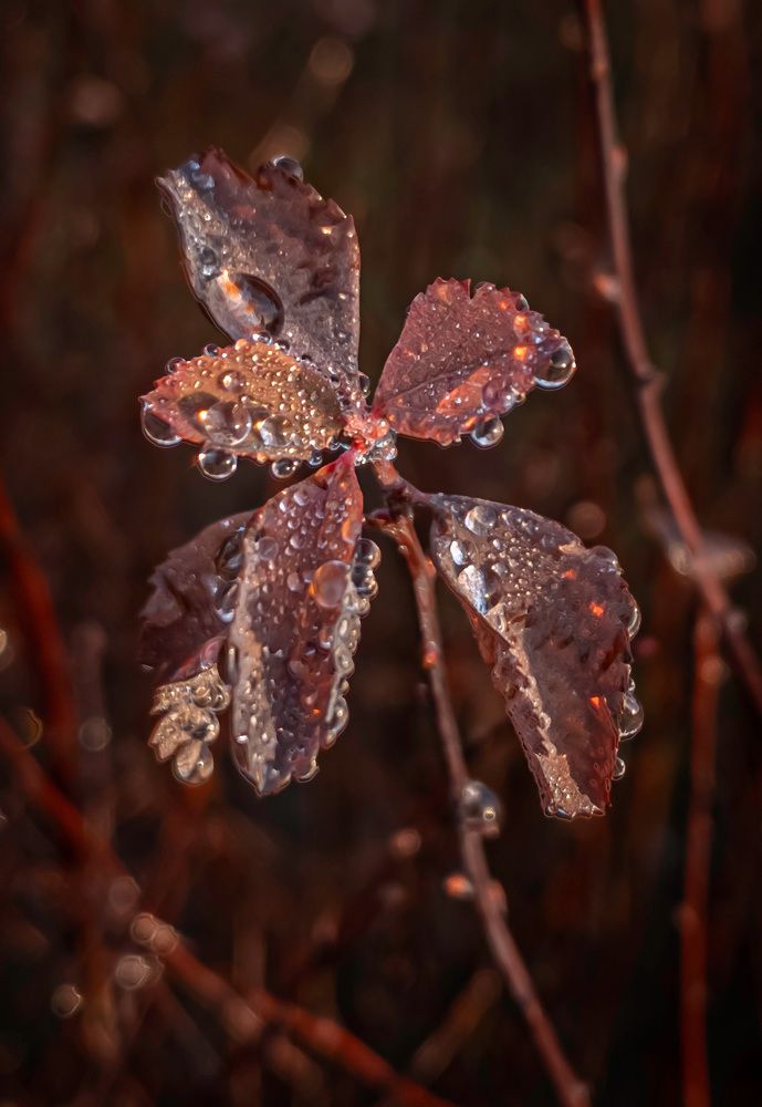 Серебряный дождь