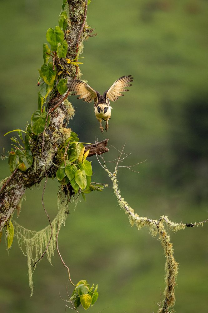 Photograph by Ricardo Ferreira