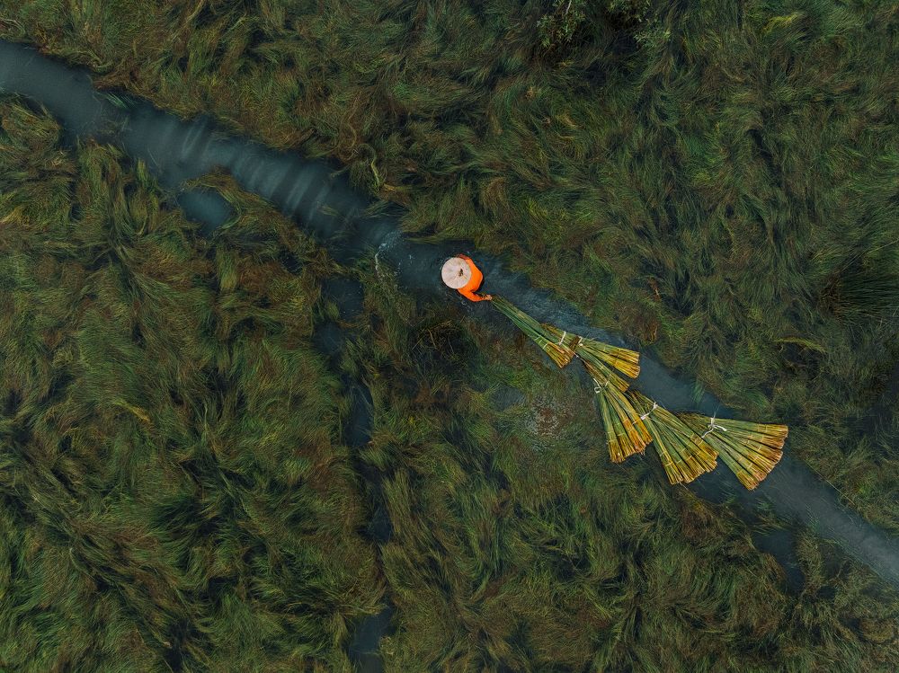 Bang Grass Harvesting