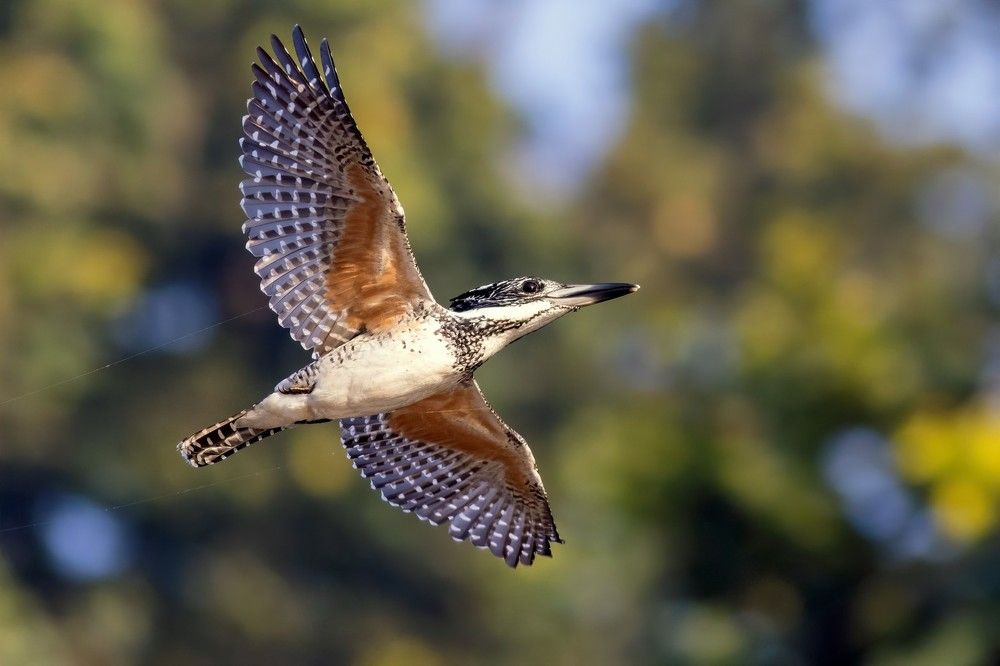 Photograph by Navjot Singh