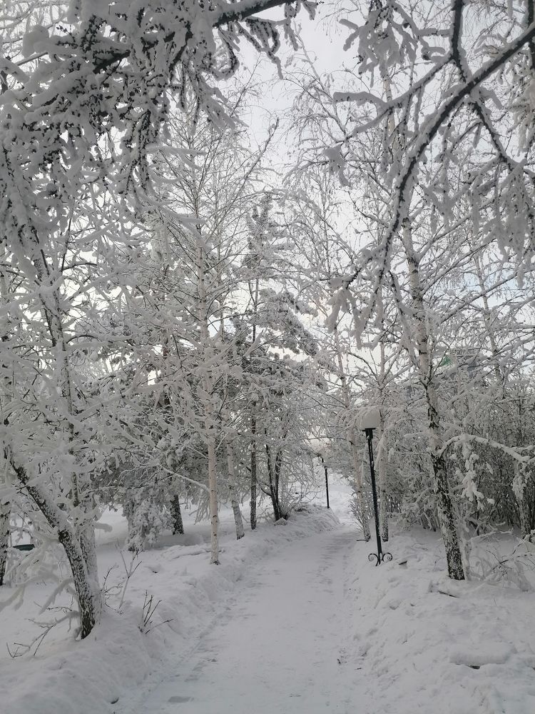 Природа под снегом