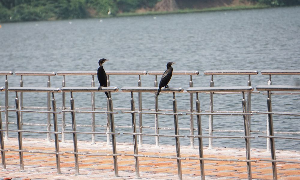 Photograph by Prabhu Viswanathan