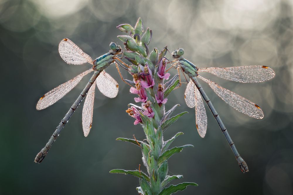 Photograph by Кузнецов Дмитрий