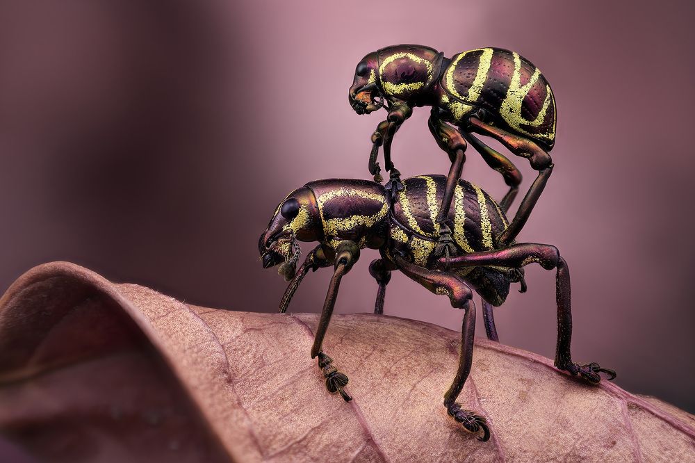 Pachyrhynchus tadauchii beetles