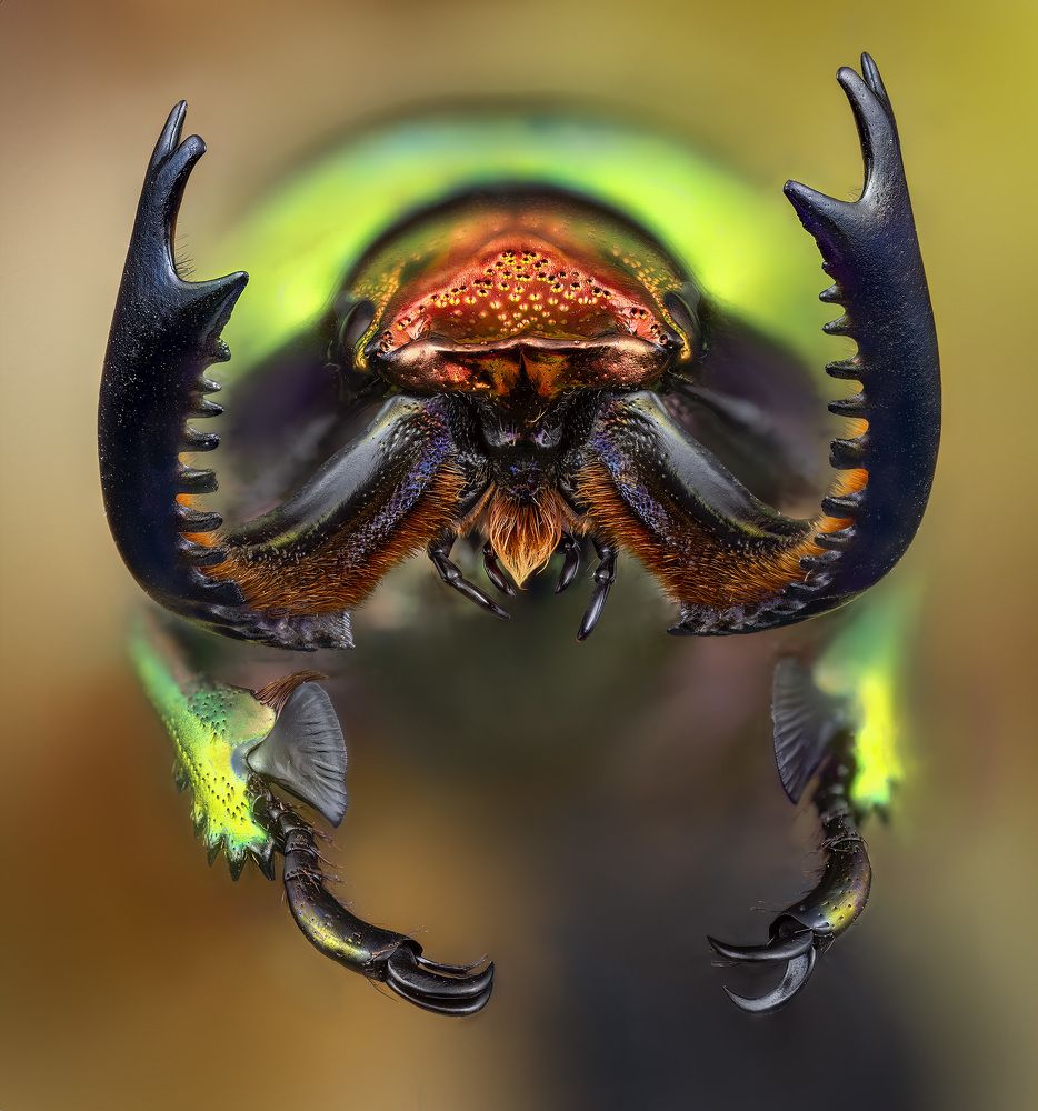 Lamprima adolphinae beetle