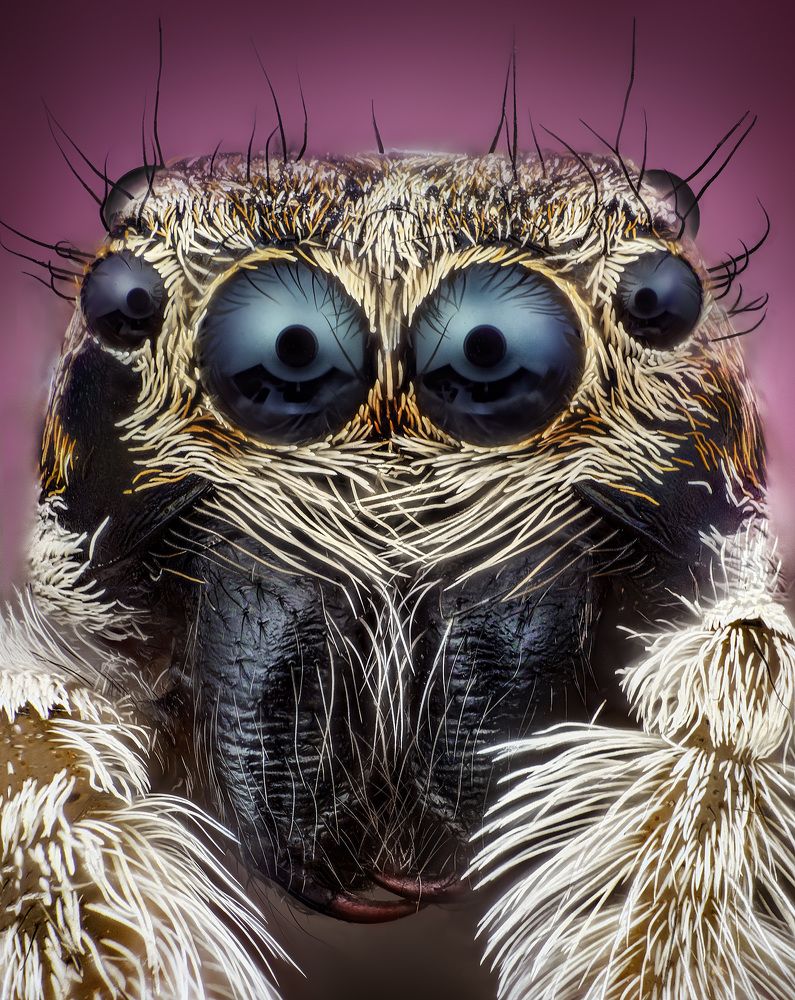 Jumping spider 10x