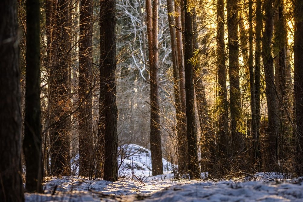 Photograph by Сергей Хабаров