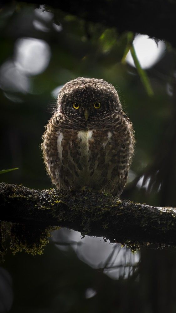 Blessed by the Forest