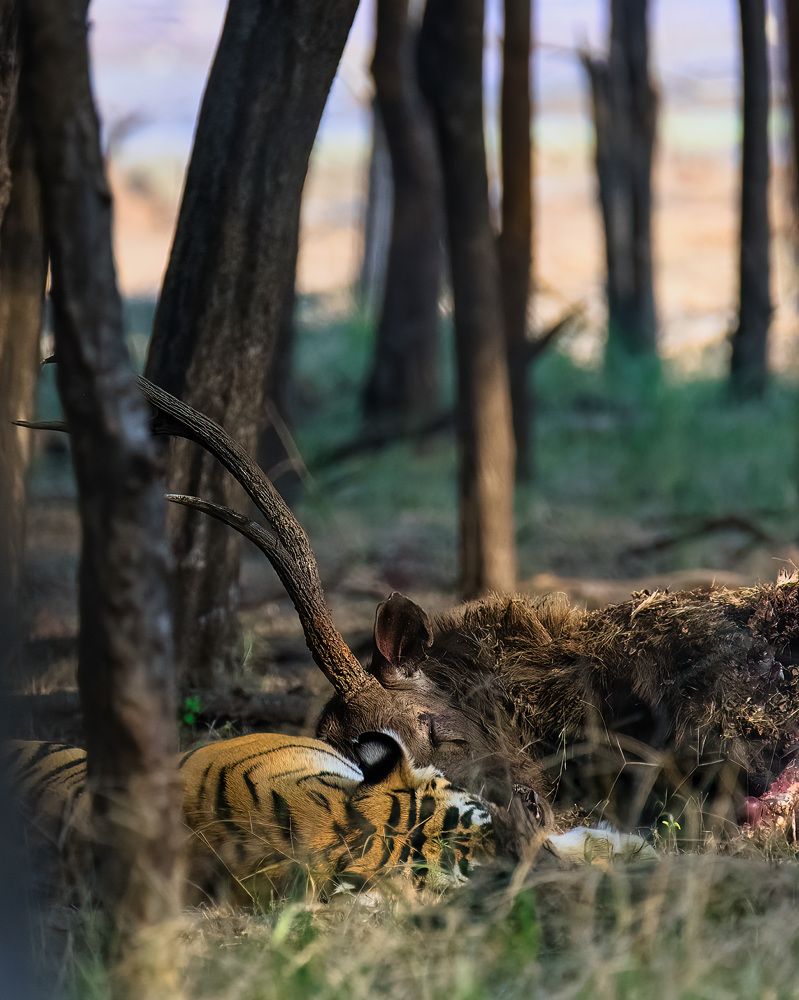 Photograph by Bidyut Saikia