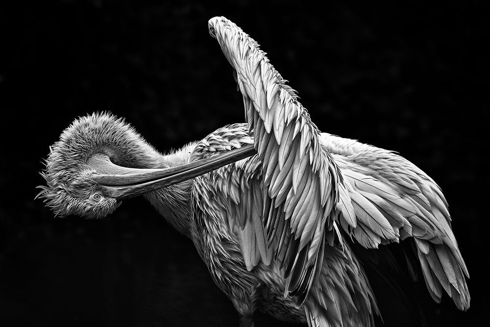 Toilette du pélican