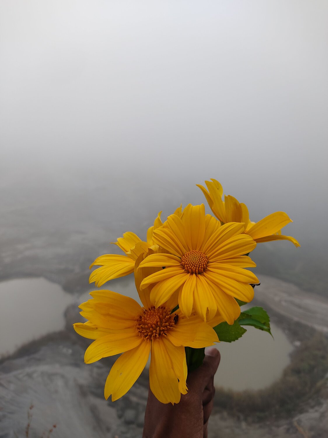 Indian sunflower
