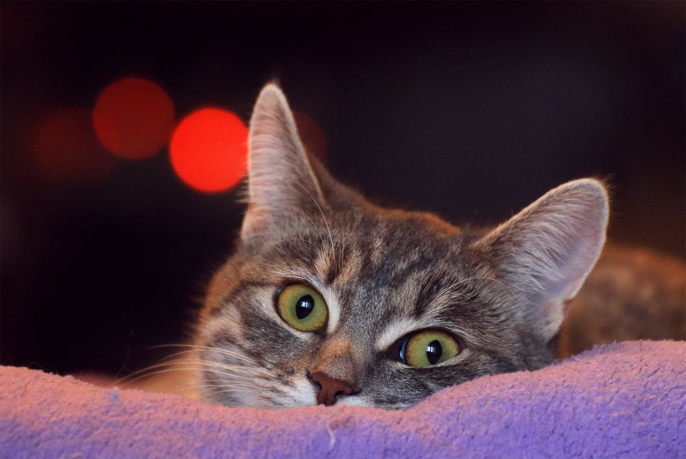 Фотография автора Кулешов Сергей