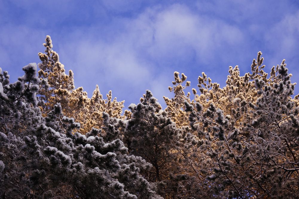 Photograph by Языкова Евгения