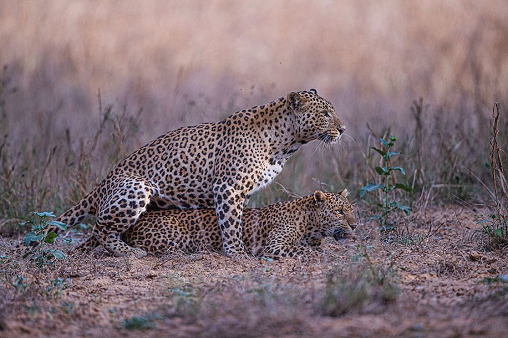 Leopards mating
